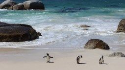 /?proxy=REDAKTION/Vertrieb/Reisen/Boulders_Beach_Suedafrika-255x143.jpg